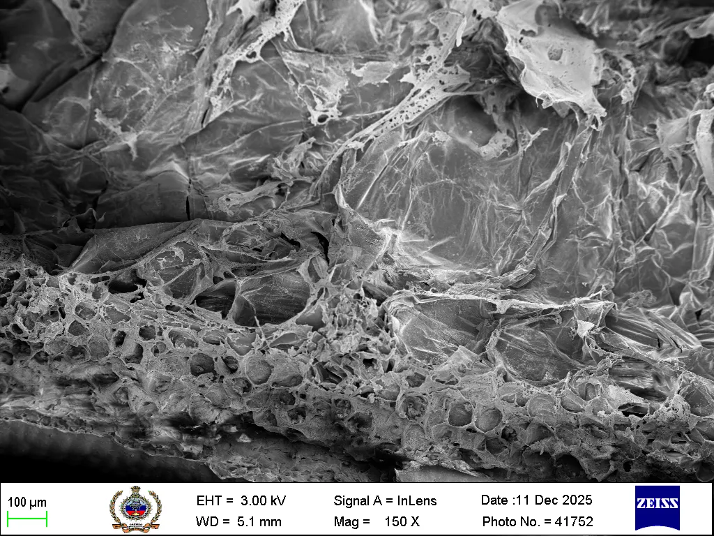 Aloe Vera SEM micrograph left view