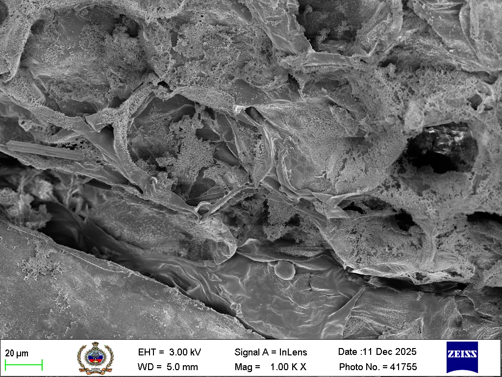 Aloe Vera SEM micrograph right view