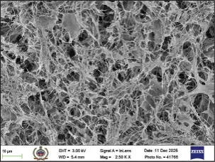 Cellulose Nano Fibre CNFs SEM micrograph right view