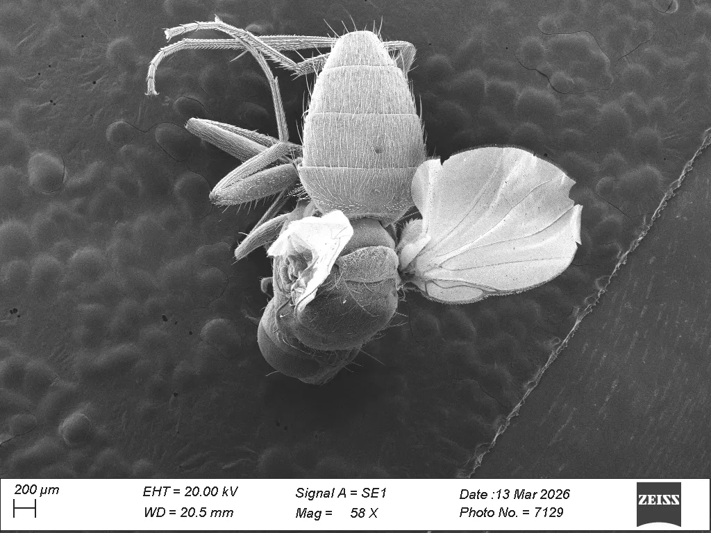 Sorghum Shoot Fly SEM micrograph full body