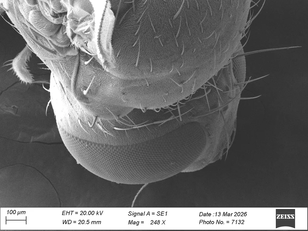 Sorghum Shoot Fly SEM micrograph close-up
